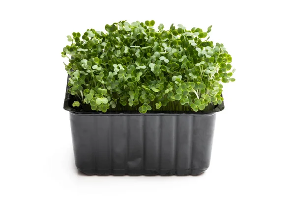 Cress Salade Geïsoleerd Witte Achtergrond — Stockfoto