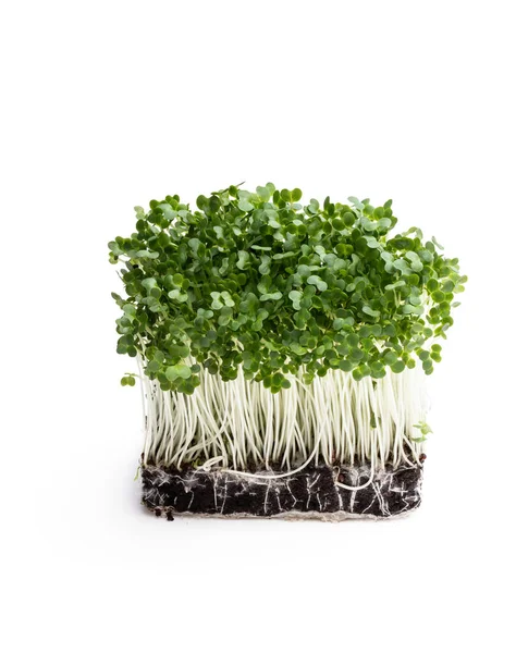 Cress Salade Geïsoleerd Witte Achtergrond — Stockfoto