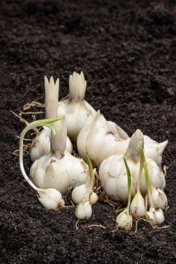 Toprakta zambak soğanları. Ekmeye hazır.. 