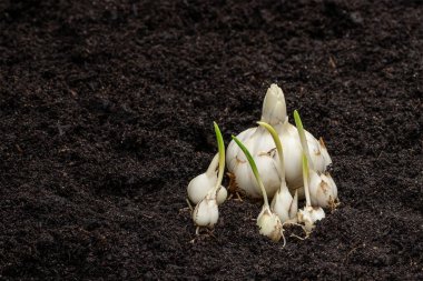 Toprakta bebek mahsulü olan Lily ampulleri. Ekmeye hazır.. 