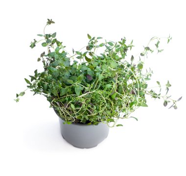 Beyaz arkaplanda izole edilmiş kekik otları 