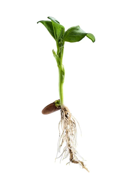 Bebê Planta Feijão Com Raízes Isoladas Branco — Fotografia de Stock