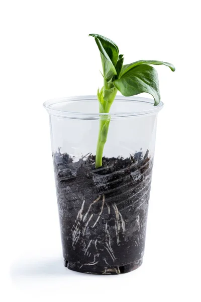 Baby Bean Plant Growing Plastic Cup Isolated White Royalty Free Stock Photos