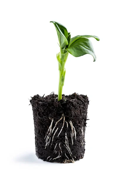 Planta Feijão Bebê Crescendo Copo Plástico Isolado Branco — Fotografia de Stock