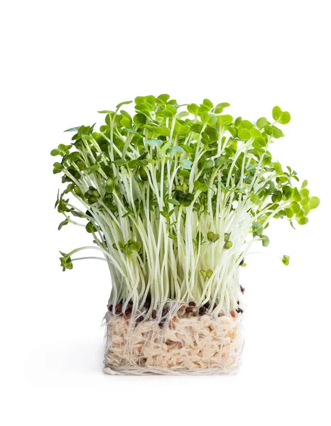 Salada Agrião Isolada Fundo Branco — Fotografia de Stock