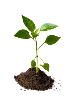 Paprika bitkisi beyaza izole edilmiş toprak 