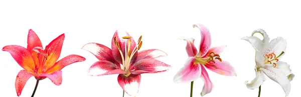 White, purple and pink lily flower, set of the four isolated images — Stock Photo, Image