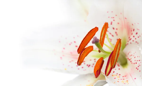 Image of the single white lily in the corner — Stock Photo, Image