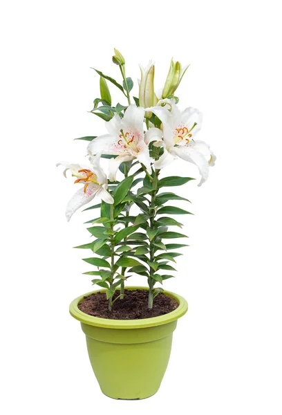 White lily flowers in the pot isolated image — Stock Photo, Image