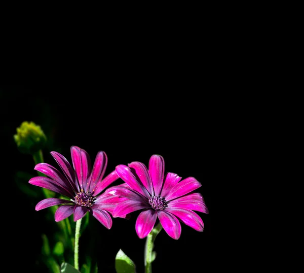 Osteospermum purple, isolated image on dark background — Stock Photo, Image