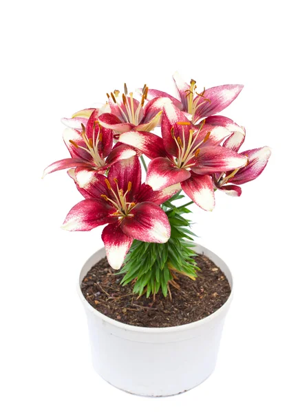 White and purple lily flowers in the pot isolated image — Stock Photo, Image