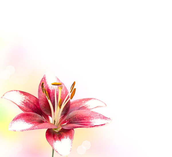 Image of the single white lily in the corner — Stock Photo, Image