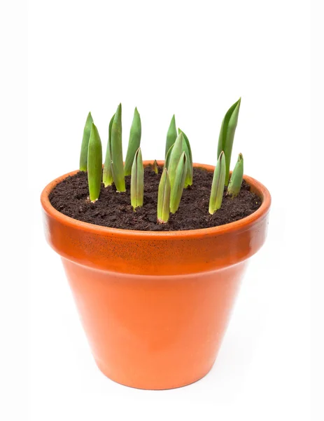 Imagem isolada dos brotos de tulipa no vaso de flores — Fotografia de Stock