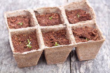 Tencere masanın üzerinde büyüyen başlangıç