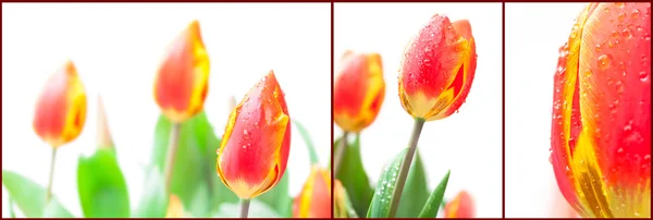 Set van de geïsoleerde rood tulpen — Stockfoto