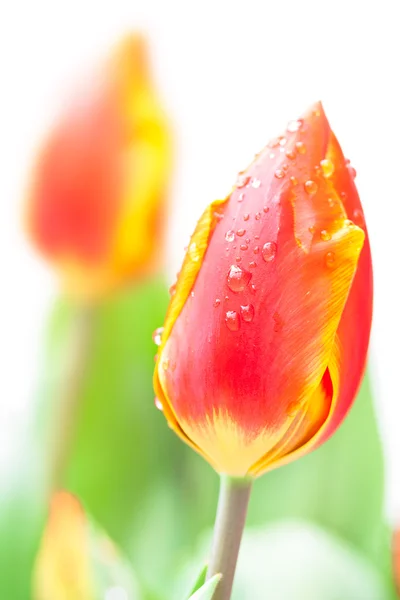 Geïsoleerde rode tulpen — Stockfoto
