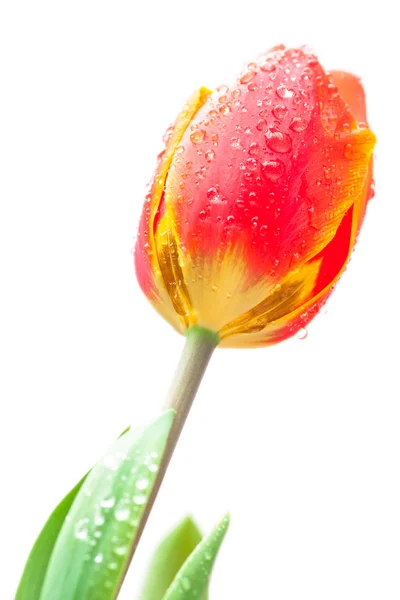 Geïsoleerde rode tulpen — Stockfoto