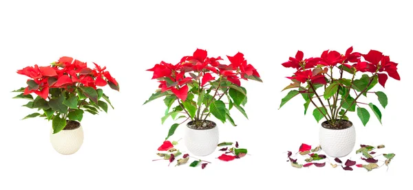 Set of red Poinsettia isolated images — Stock Photo, Image