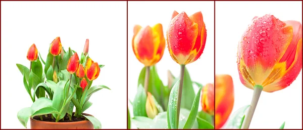 Verzameling van geïsoleerde groeiende rode tulpen — Stockfoto