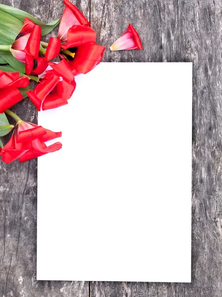 Faded red tulips on the oak brown table with white sheet of pape — Stock Photo, Image