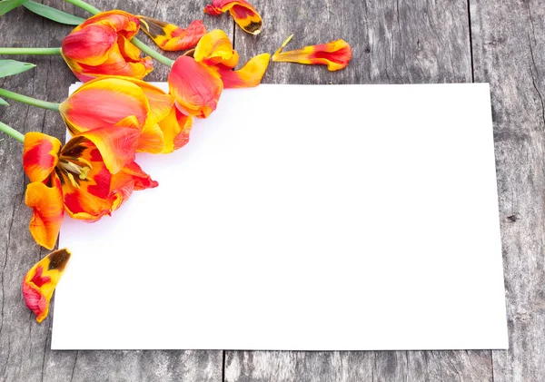 Faded red and yellow tulips on the oak brown table with white sh — Stock Photo, Image