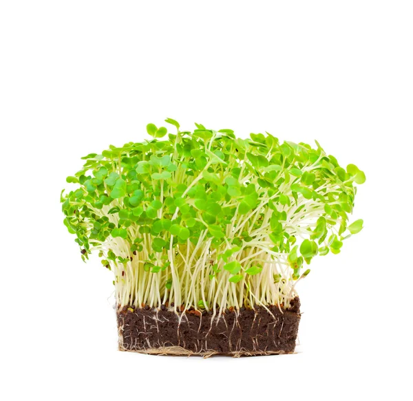 Cress salad isolated — Stock Photo, Image