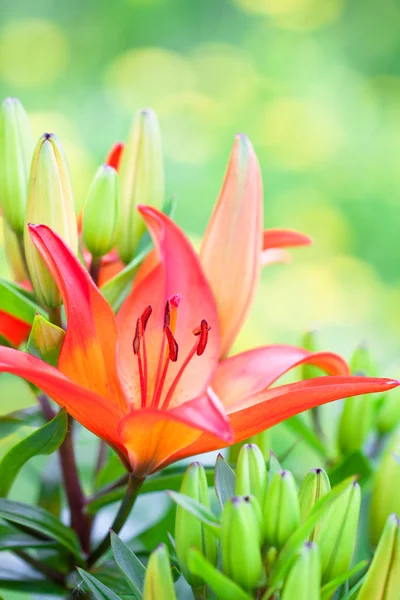 Red lilies on the green background — Stock Photo, Image