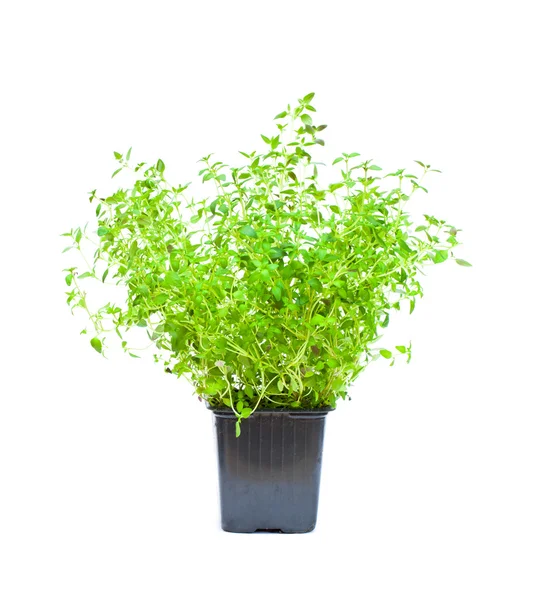 Geïsoleerde tijm plant in de pot — Stockfoto