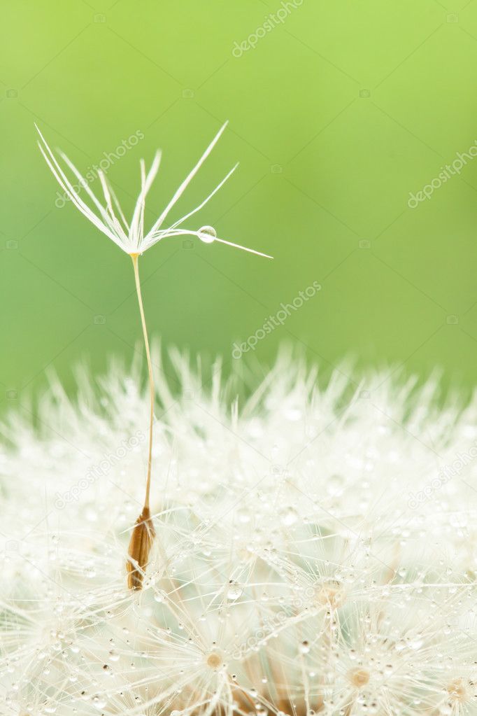 dandelion with seed and drops on grass background