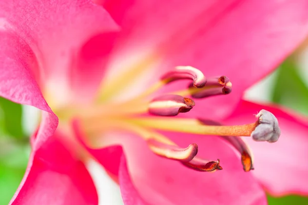 Macro image of the single lily Robina — Stock Photo, Image