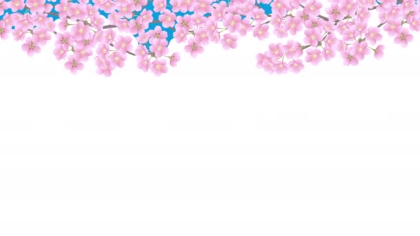 Квіти Вишневого Цвіту Повному Розквіті Фуджі Хмари Відеоматеріал — стокове відео