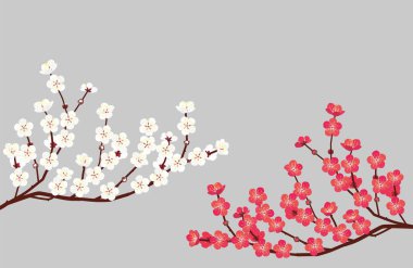 Kırmızı erik ve beyaz erik. Vektör malzemesi 