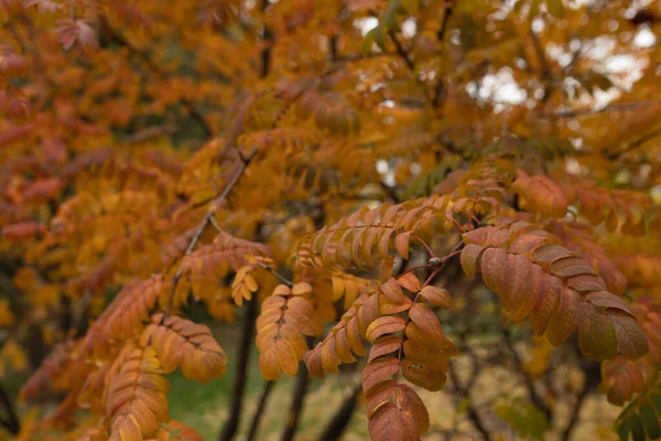Осіннє листя на гілках дерев вуличне фото — стокове фото