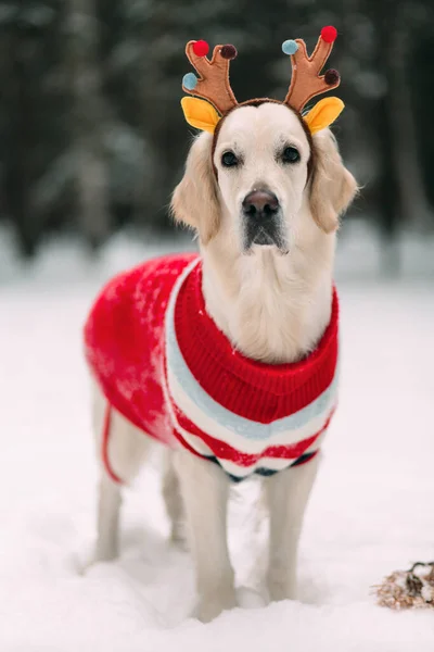 beautiful dog in a blouse and reindeer horns looks at the camera