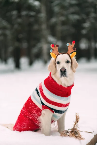 beautiful dog in a blouse and reindeer horns looks at the camera
