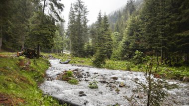Nehir ormanı ve odun manzarası