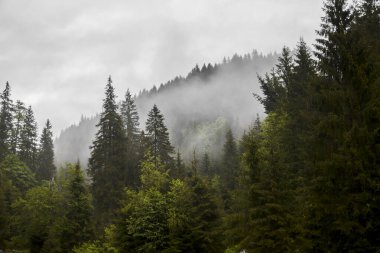 Foret ve sis manzaralı tepeler