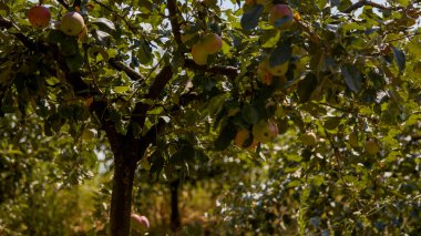 Elma manzaralı bir ağaç.