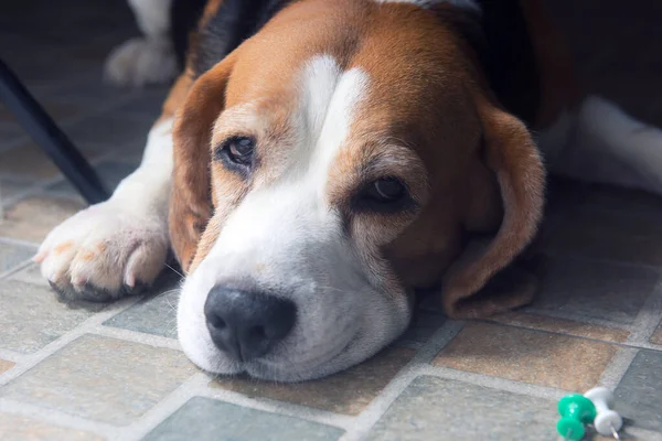 Beagle dogs looking with sleepy eyes.