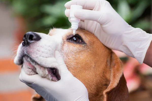 Medicamento Veterinario Gotas Para Los Ojos Beagle Perros Prevenir Enfermedades — Foto de Stock