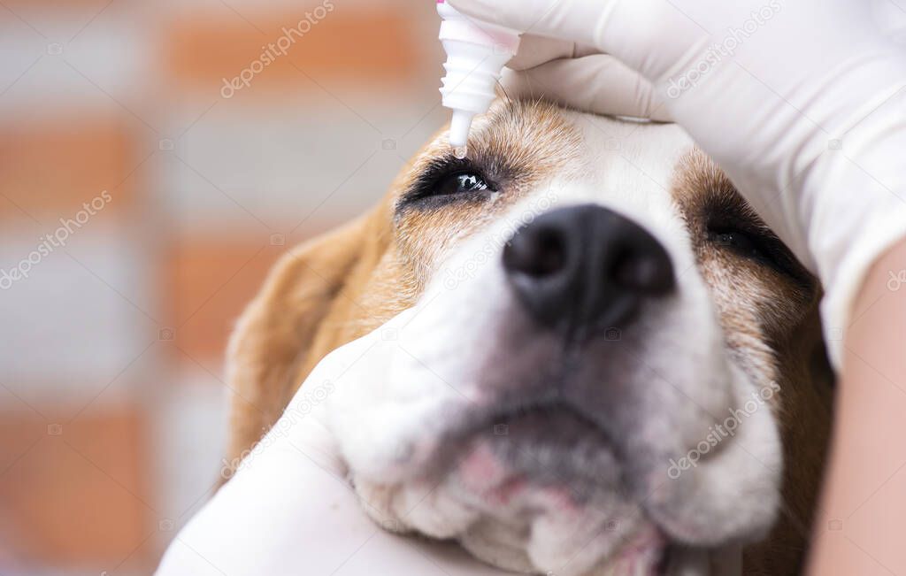 Veterinary drug eye drops beagle dogs prevent infectious diseases Cherry eye disease in the eyes of pet