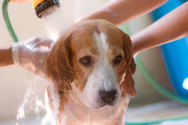 Beagle köpüğü için rahatlatıcı banyo köpüğü