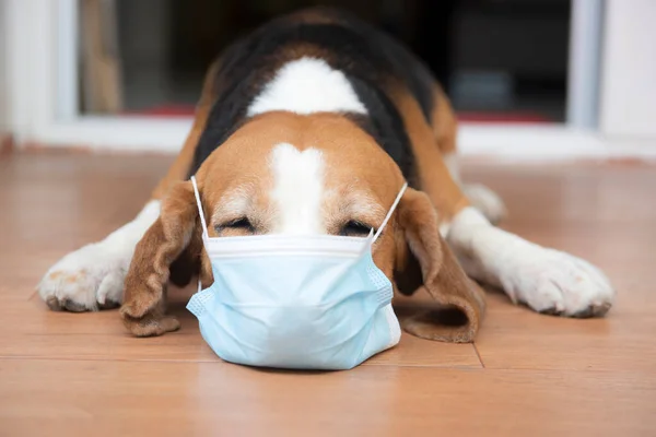 Sebészeti Védőmaszkot Viselő Beagle Kutyák Kamerába Néznek Koronavírus Fertőzés Megelőzésének Stock Fotó