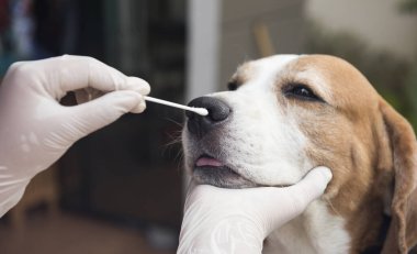Beagle köpeği muayene ediliyor. Köpek burun enfeksiyonu testi Covit enfeksiyonunun önlenmesi 19 Seçici odak