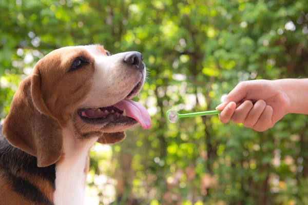 Hand holding a mirror in the mouth of a beagle dog To find plaque And cleaning teeth