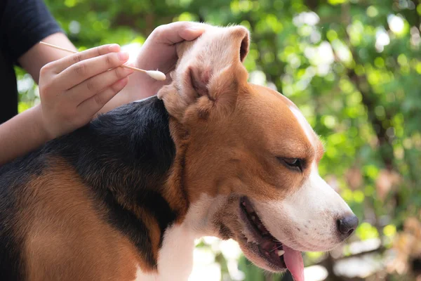 Hand using a cotton ball to wipe the beagle dog dirty ears clean