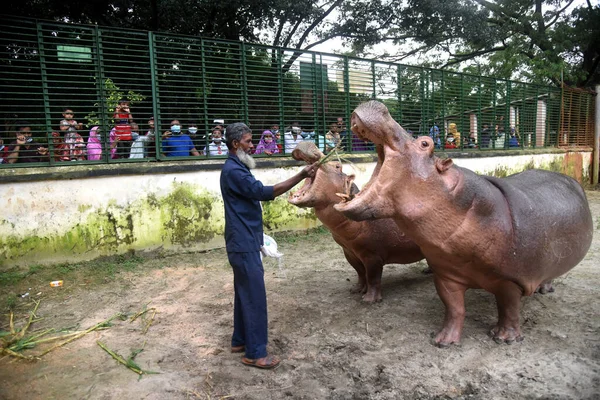 Народы Маске Время Посещения Национального Зоопарка Бангладеш После Открытия Ноября — стоковое фото