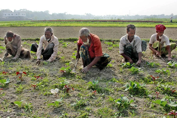 Bangladesh Werkt Dagelijks Een Plantaardig Veld Keranigonj Bij Dhaka Bangladesh — Stockfoto