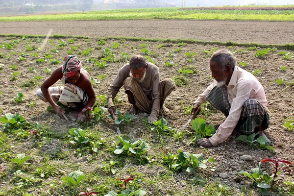 Bangladeshi Codzienna Praca Polu Warzyw Keranigonj Koło Dhaka Bangladesz Dniu — Zdjęcie stockowe