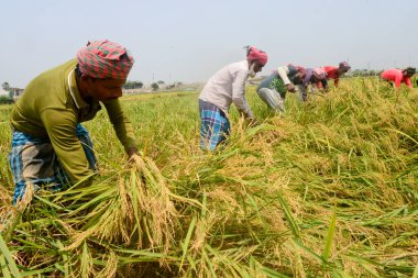 Çiftçiler, 17 Nisan 2021 'de Bangladeş, Dhaka' da hasat mevsiminde bir tarlada pirinç hasat ediyorlar.